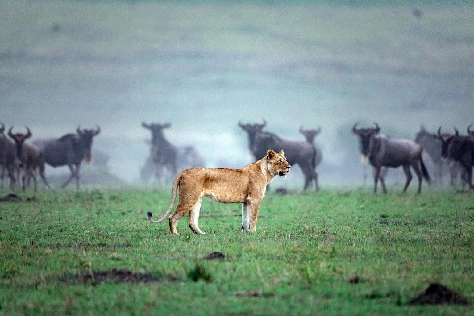Safari Experience in Tanzania