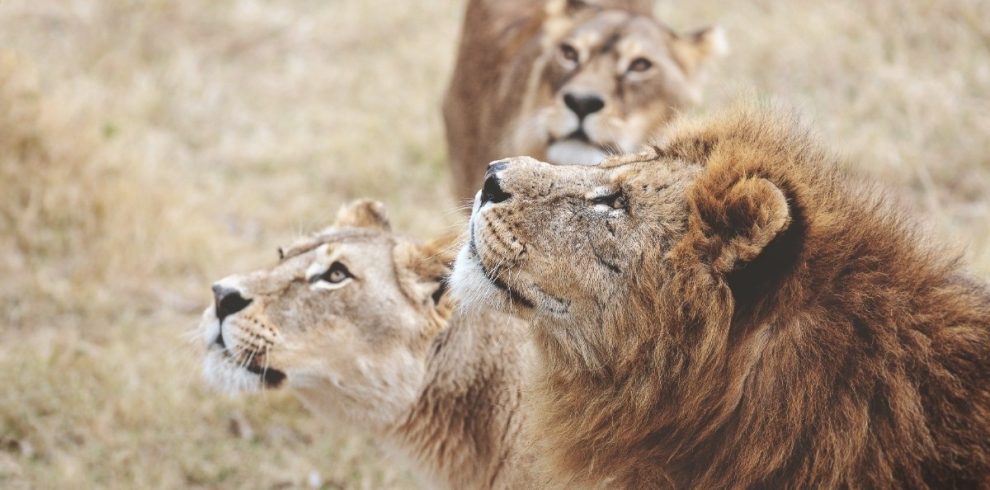 Select 7-Day Midrange Safari: Tarangire, Lake Manyara, Serengeti, Ngorongoro & Lake Eyasi 7-Day Midrange Safari: Tarangire, Lake Manyara, Serengeti, Ngorongoro & Lake Eyasi