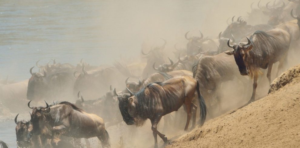 Select 6-Day Midrange Safari: Tarangire, Lake Manyara, Serengeti & Ngorongoro 6-Day Midrange Safari: Tarangire, Lake Manyara, Serengeti & Ngorongoro