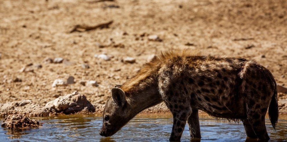 5-Day Luxury Safari