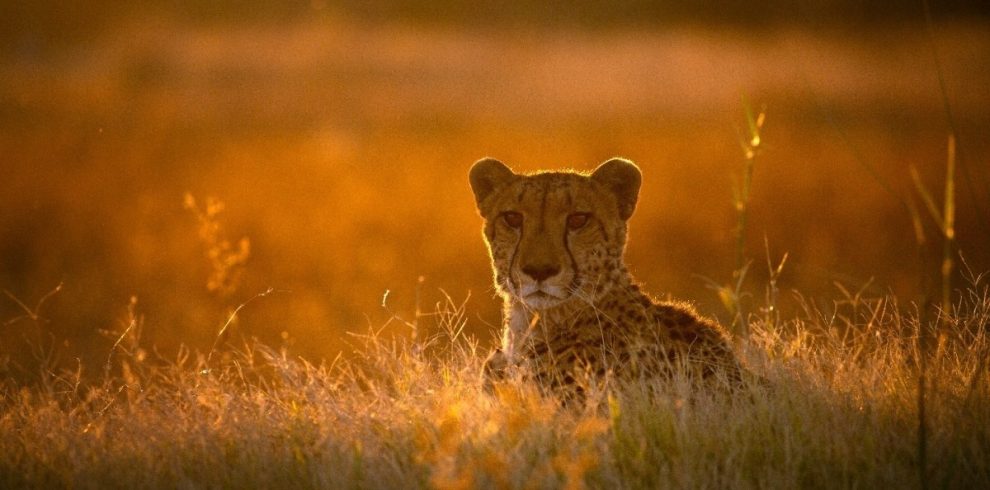 10-Day Luxury Safari: Tanzania and Zanzibar 10-Day Luxury Safari: Tanzania and Zanzibar