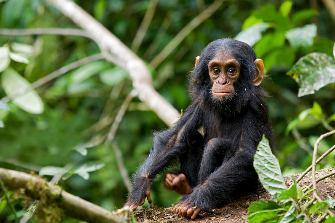 2-days-chimpanzee-tracking-tour
