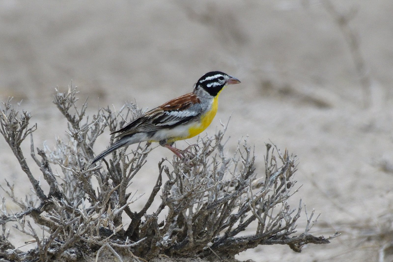 Birding in mererani