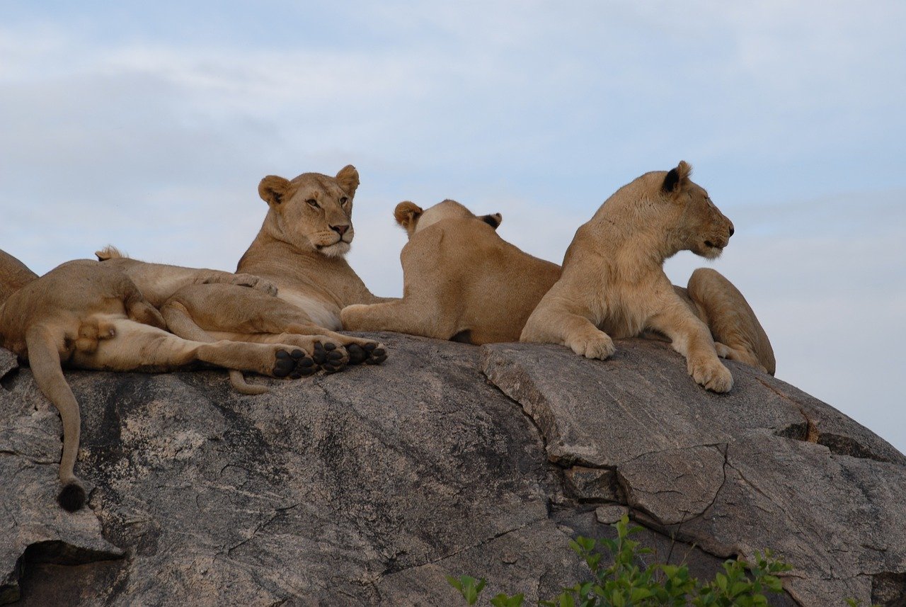 Day 2 Central Serengeti National Park