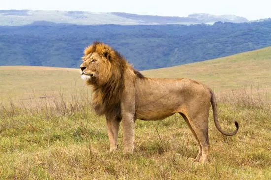 Day 3 Ngorongoro Cater to Serengeti National Park
