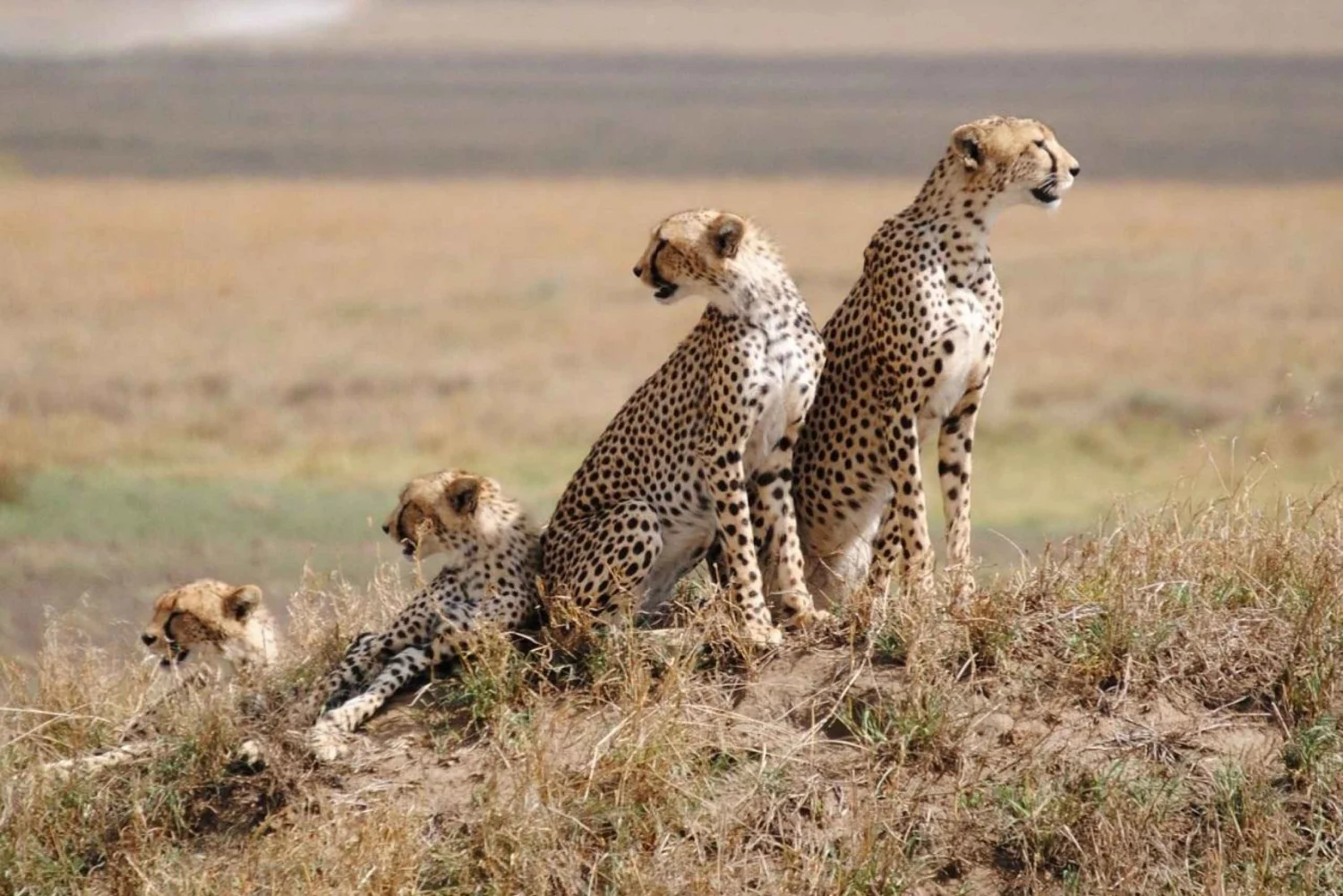 Day 3 Ngorongoro to Serengeti National Park
