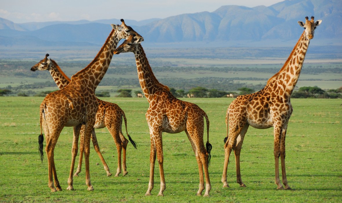 Day 4 Northern Serengeti National Park to Ngorongoro Highlands