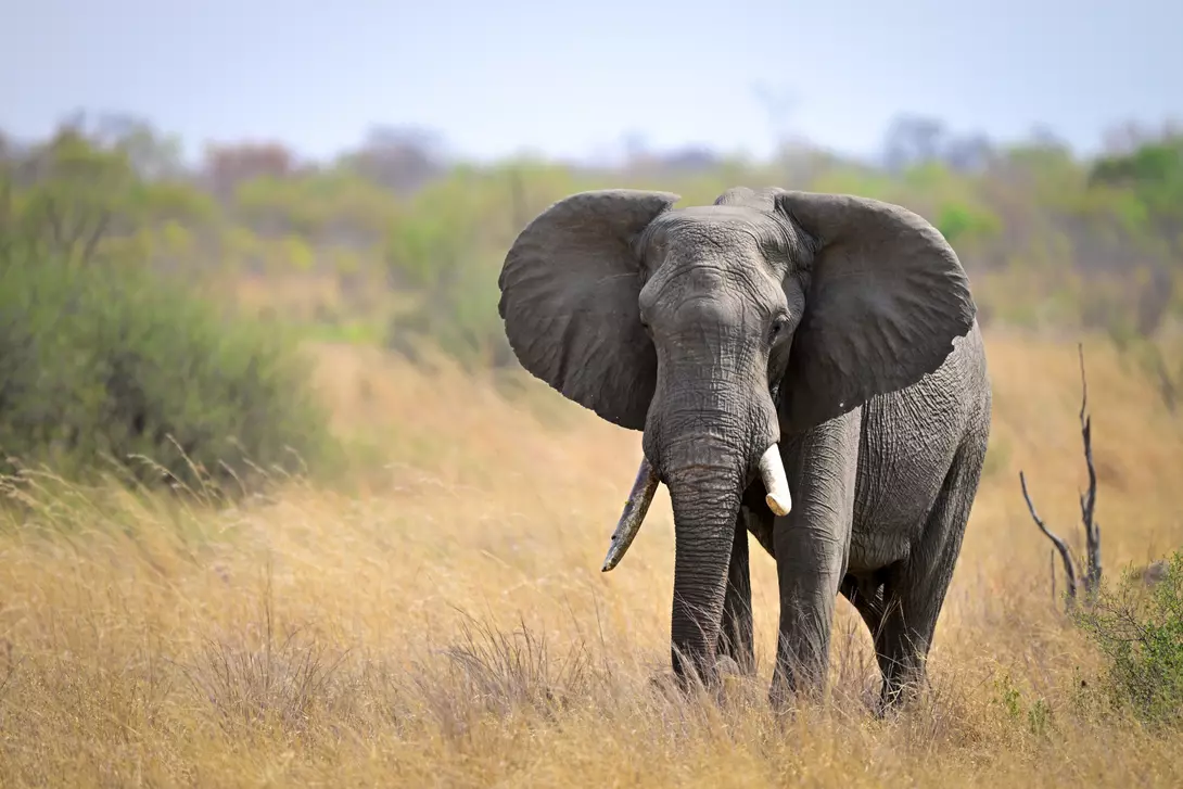 Elephant in Serengeti Savanna