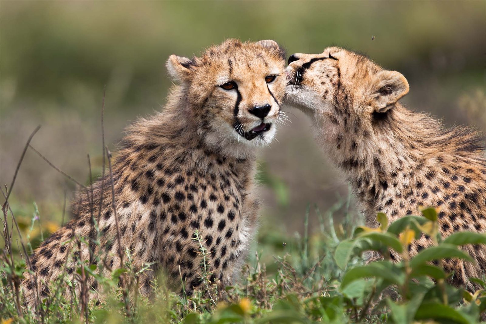 Full-Day Serengeti Safari Experience