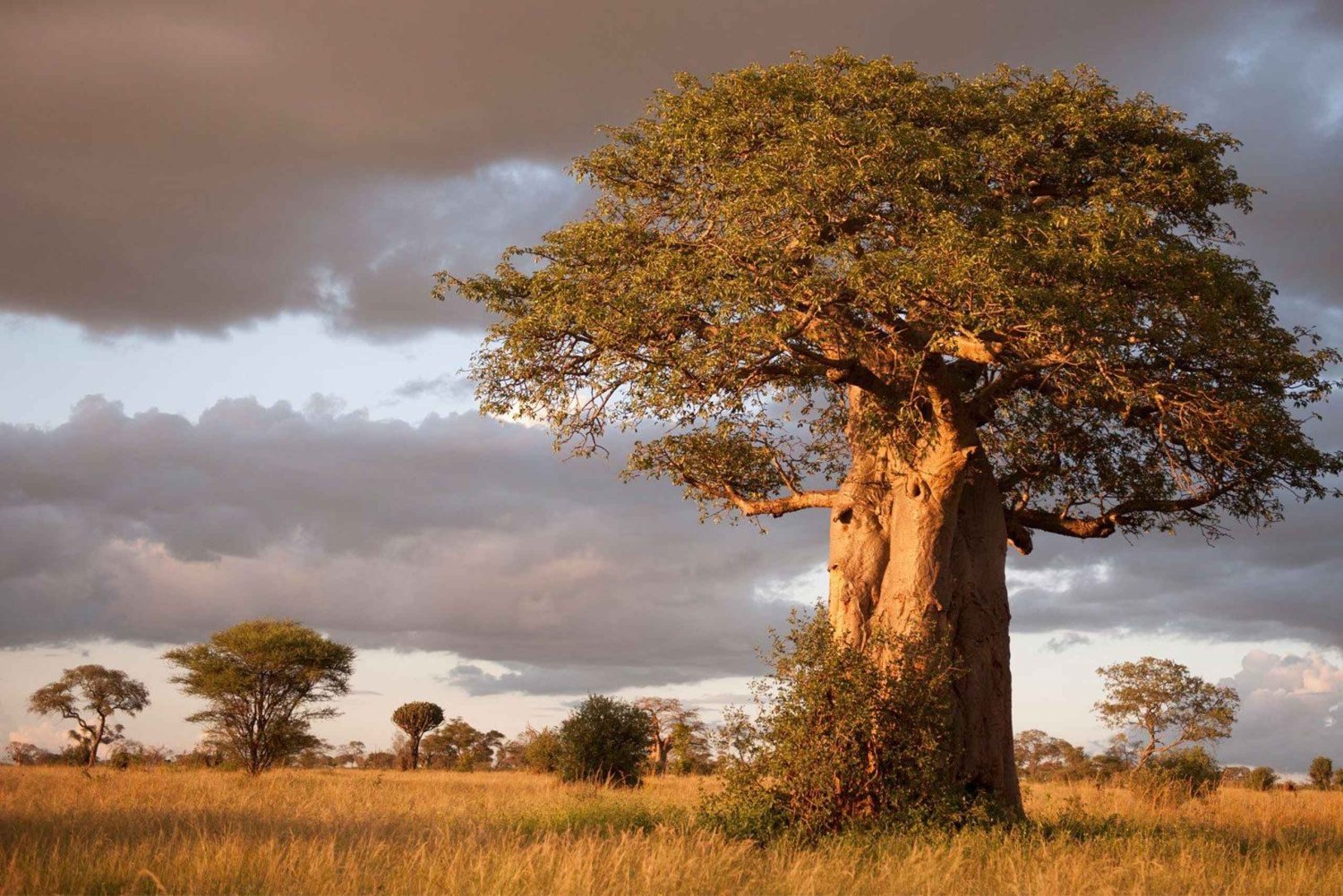 Game Drive in Tarangire National Park