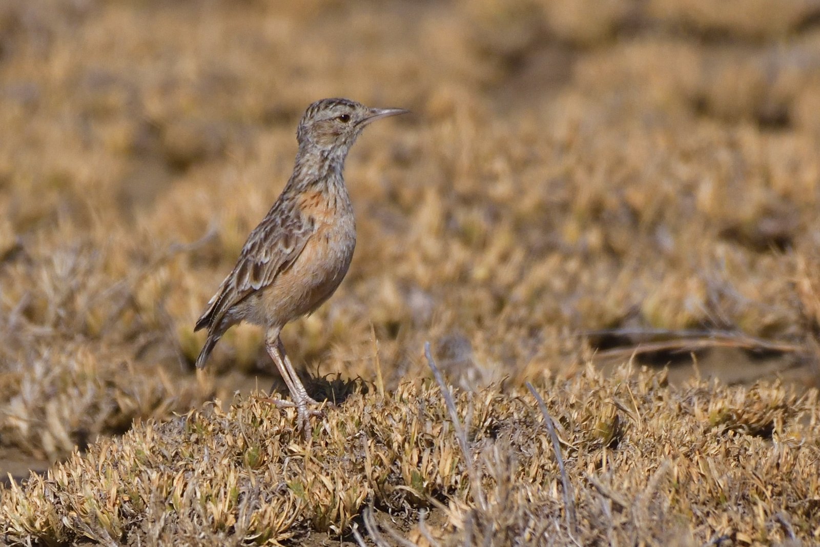 Lark-Beesley´s_15