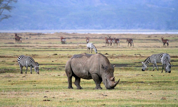 Ngorongoro 2
