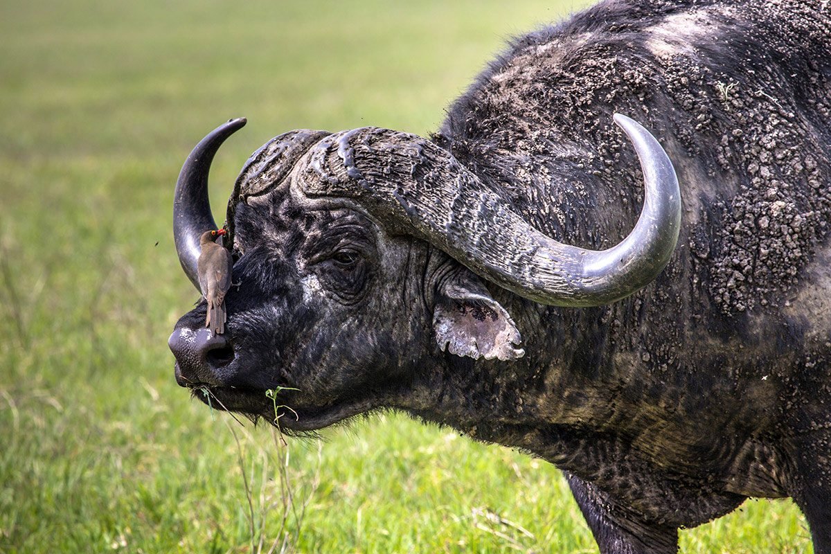 Ngorongoro Conservation Area