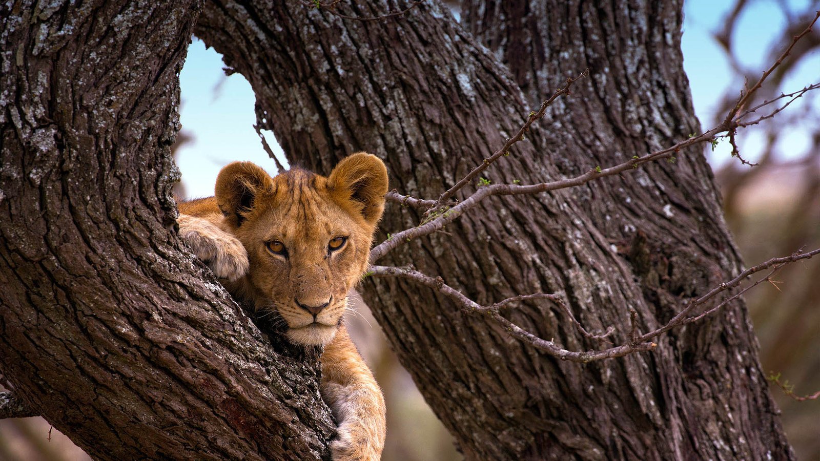Zanzibar to Serengeti National Park-