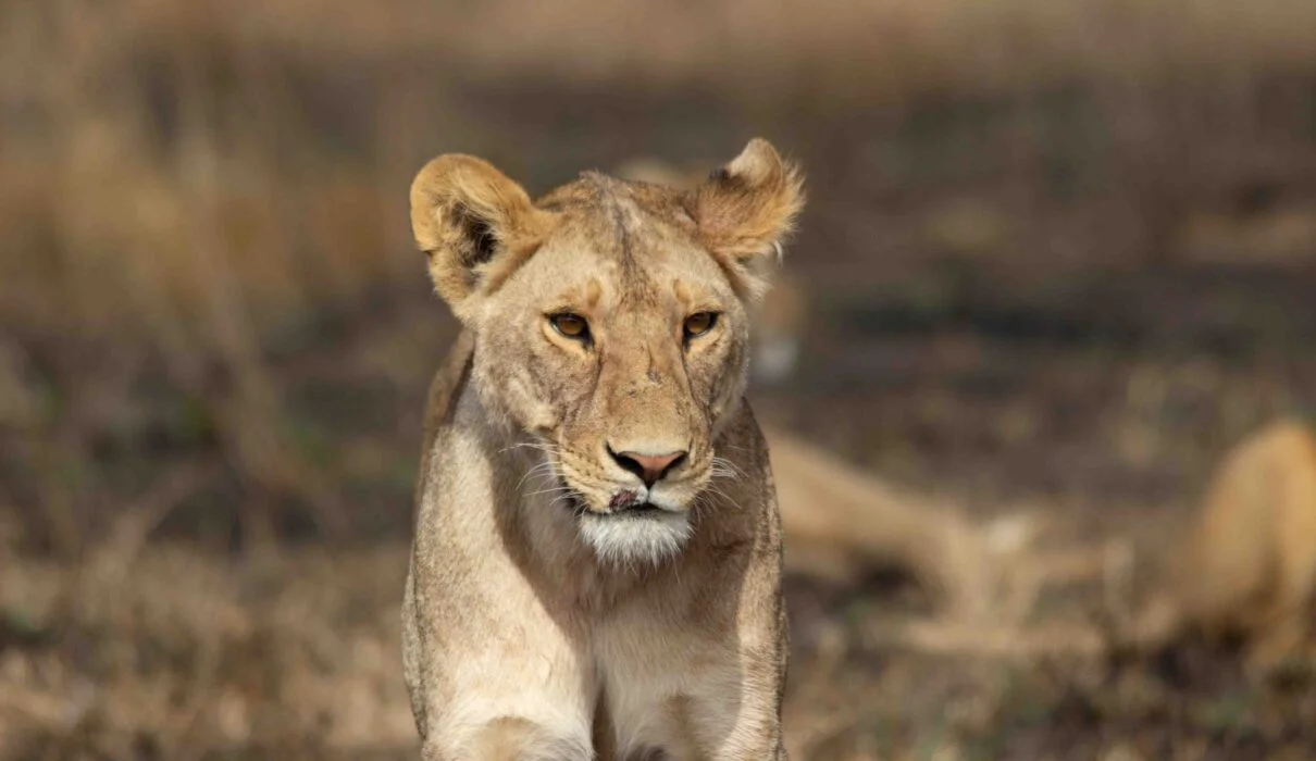 arusha