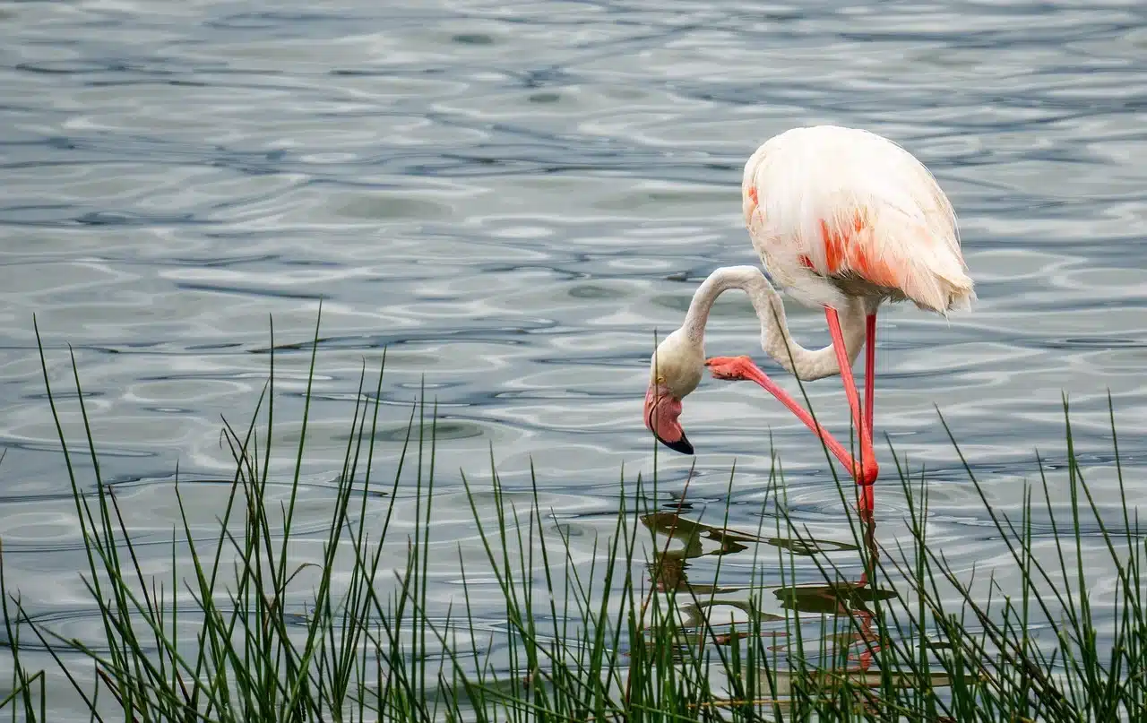 birding-in-lake-manyara