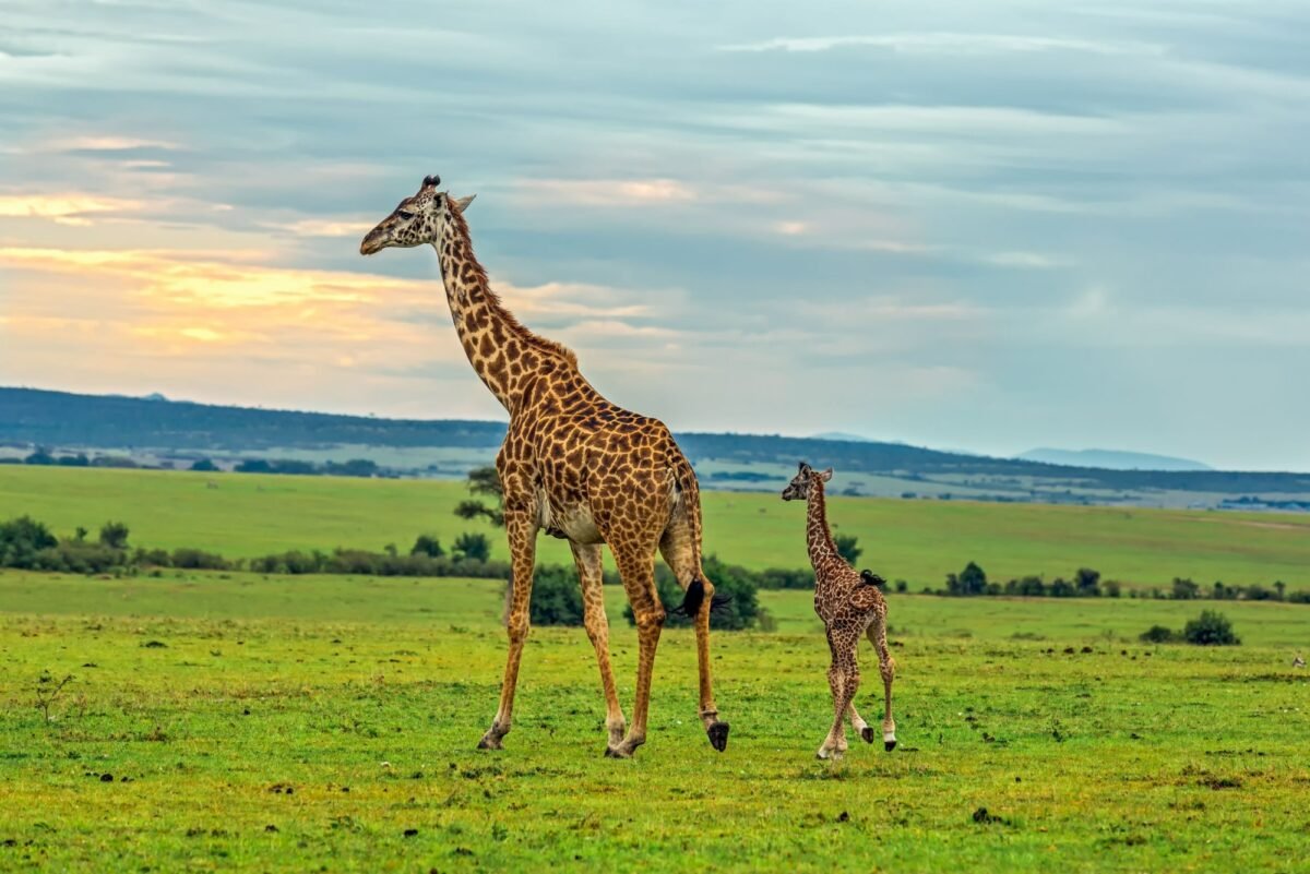 day 5- serengeti
