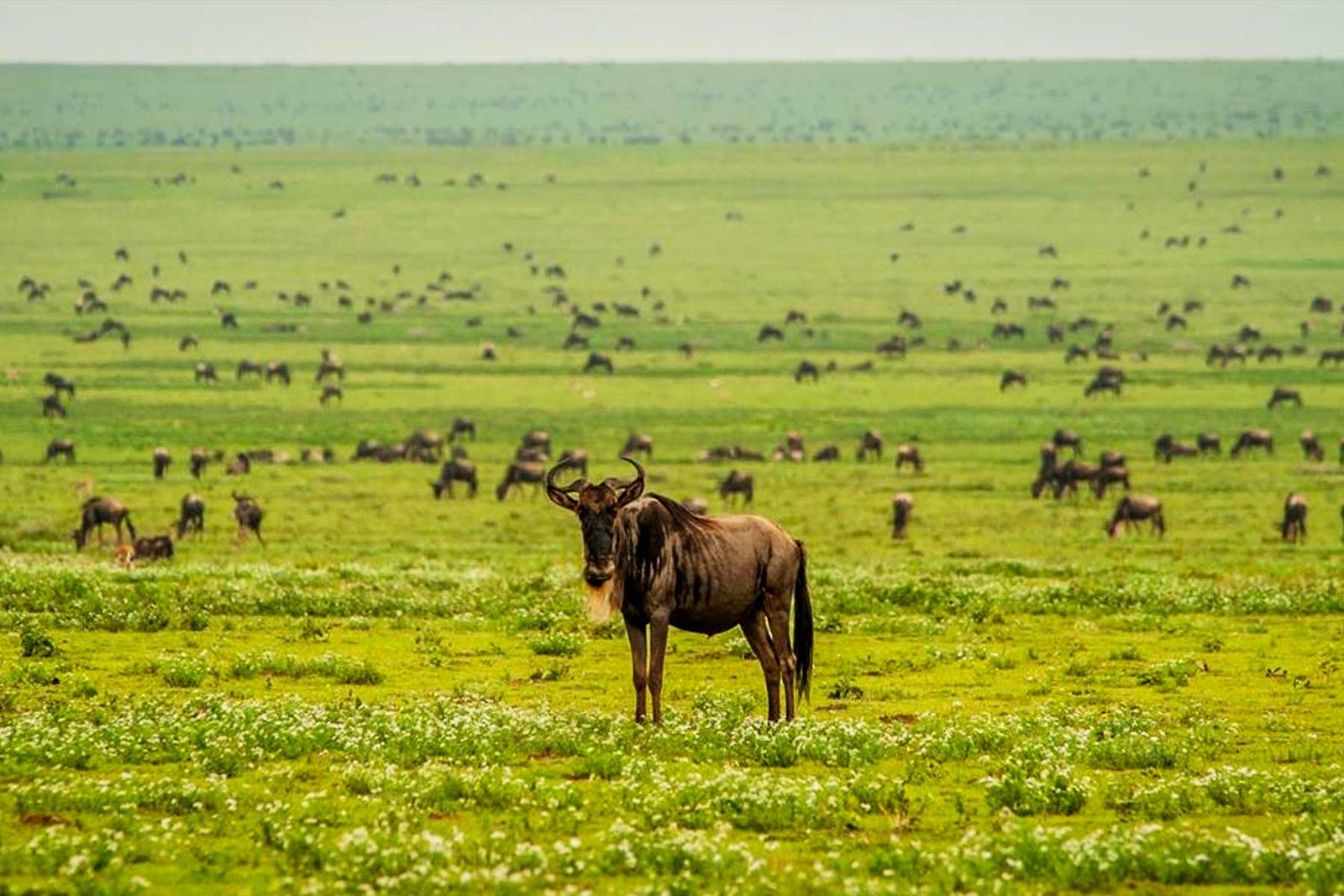 ndutu-area