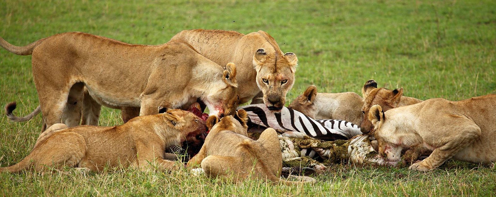 serengeti-safaris