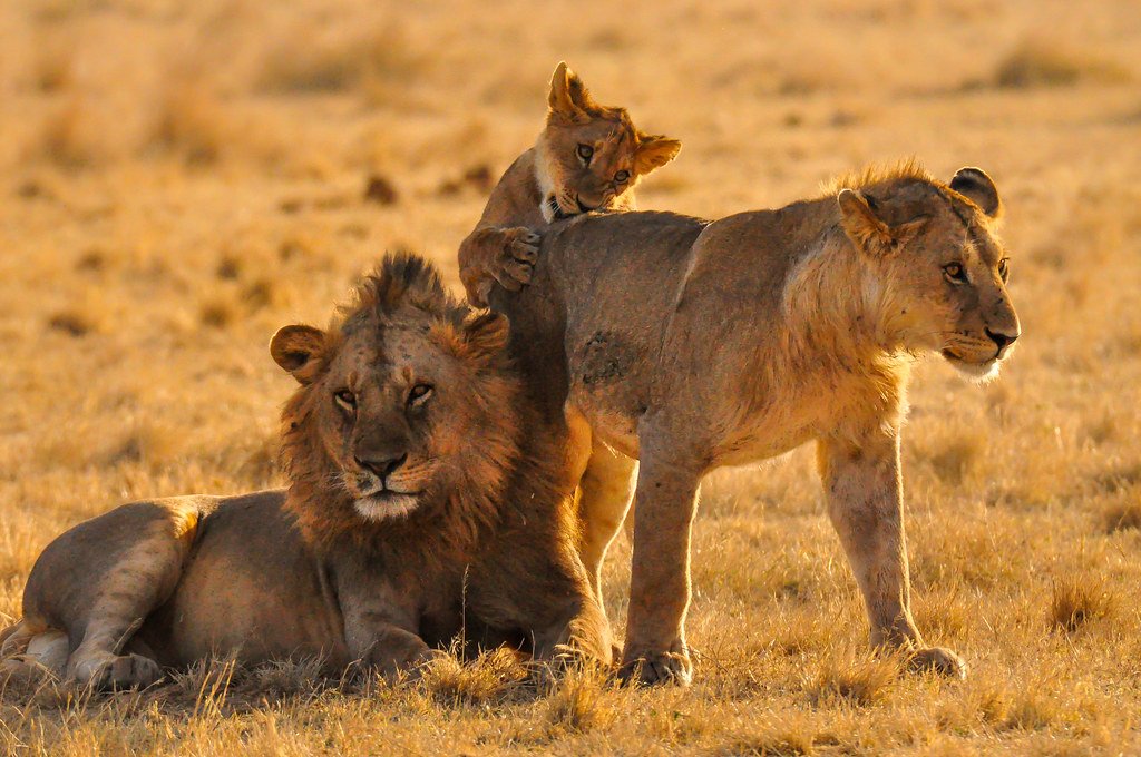 serengeti today
