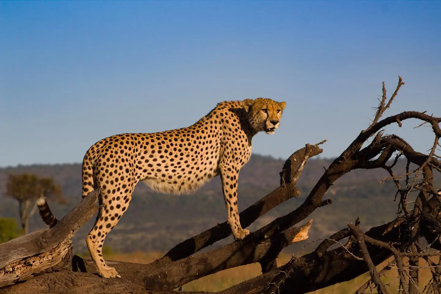 serengeti-zanzibar